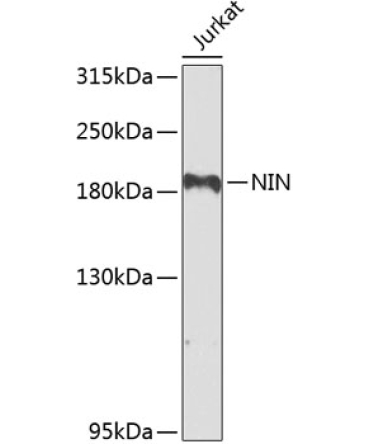 NIN Rabbit Polyclonal Antibody