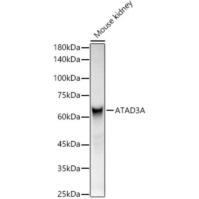 ATAD3A Rabbit Polyclonal Antibody
