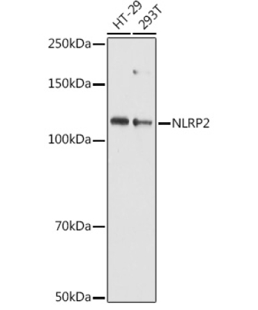 NLRP2 Rabbit Polyclonal Antibody