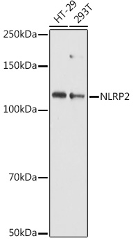 NLRP2 Rabbit Polyclonal Antibody