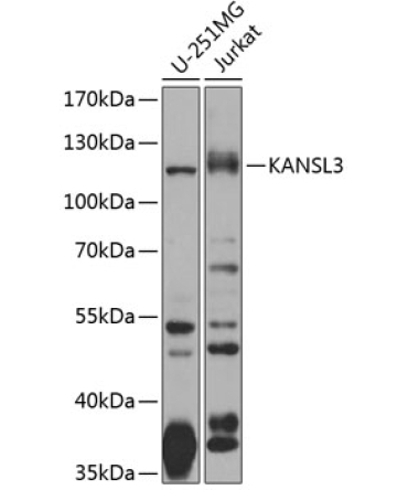KANSL3 Rabbit Polyclonal Antibody