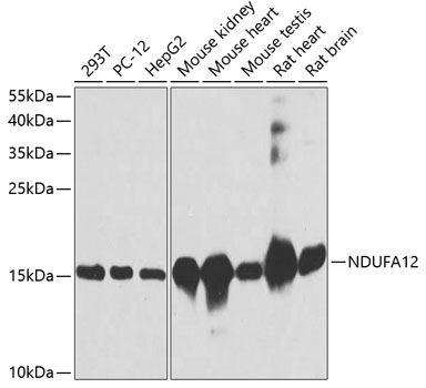 NDUFA12 Rabbit Polyclonal Antibody