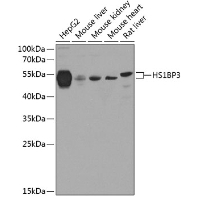 HS1BP3 Rabbit Polyclonal Antibody