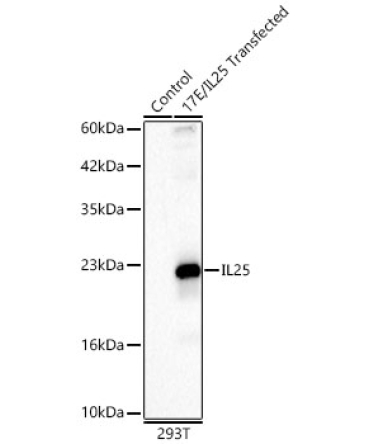 IL25 Rabbit Polyclonal Antibody