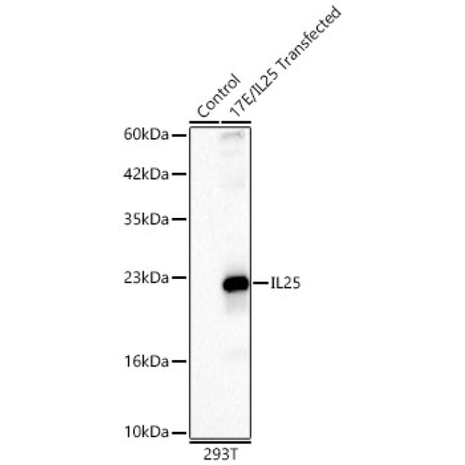 IL25 Rabbit Polyclonal Antibody