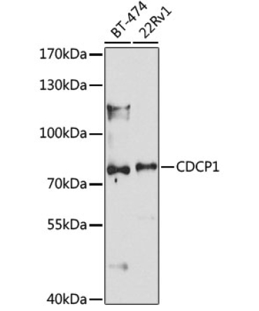 CDCP1 Rabbit Polyclonal Antibody