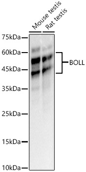 BOLL Rabbit Polyclonal Antibody