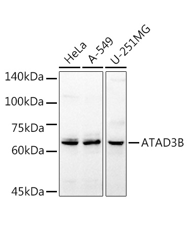 ATAD3B Rabbit Polyclonal Antibody