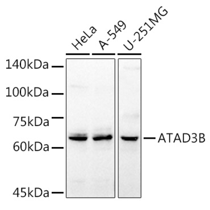 ATAD3B Rabbit Polyclonal Antibody