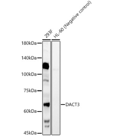 DACT3 Rabbit Polyclonal Antibody