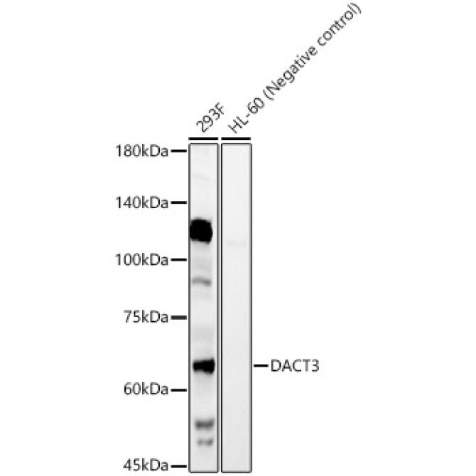 DACT3 Rabbit Polyclonal Antibody