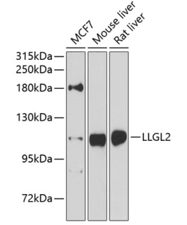 LLGL2 Rabbit Polyclonal Antibody