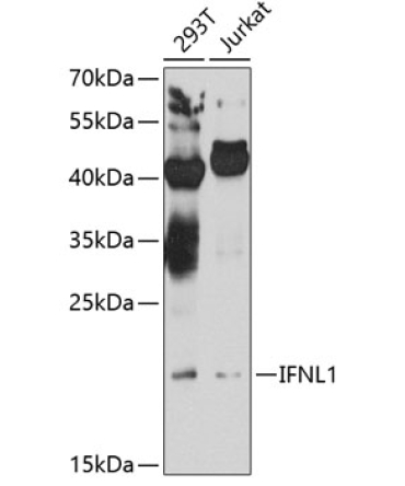 IFNL1 Rabbit Polyclonal Antibody