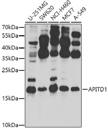 APITD1 Rabbit Polyclonal Antibody