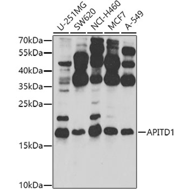 APITD1 Rabbit Polyclonal Antibody