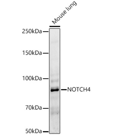 NOTCH4 Rabbit Polyclonal Antibody