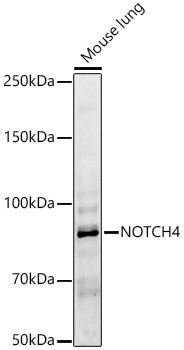 NOTCH4 Rabbit Polyclonal Antibody