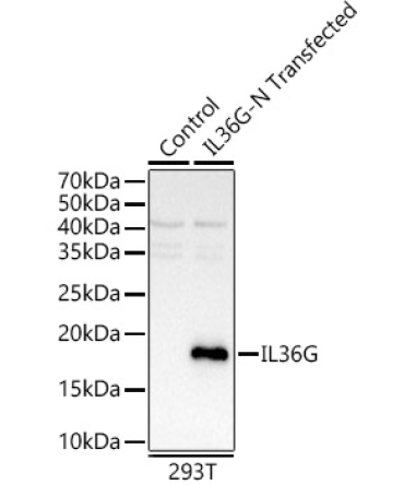 IL36G Rabbit Polyclonal Antibody
