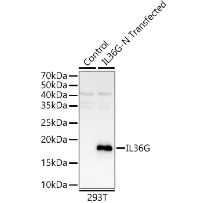 IL36G Rabbit Polyclonal Antibody