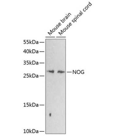 NOG Rabbit Polyclonal Antibody