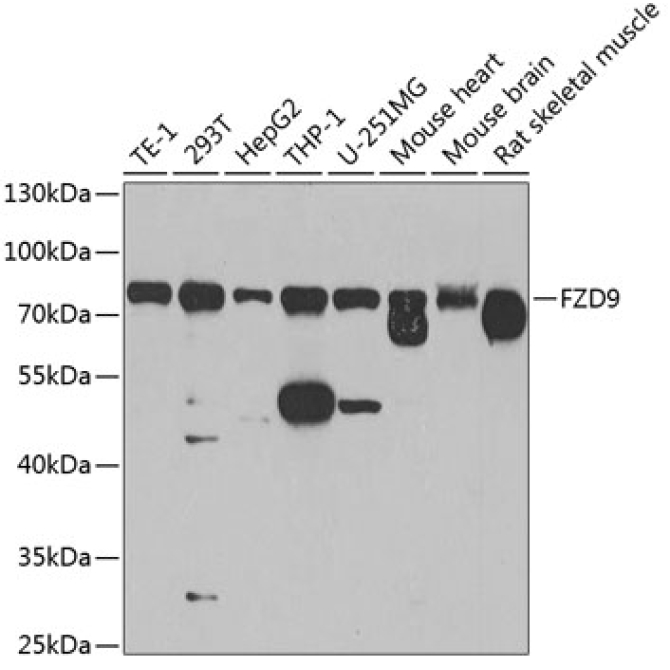 FZD9 Rabbit Polyclonal Antibody