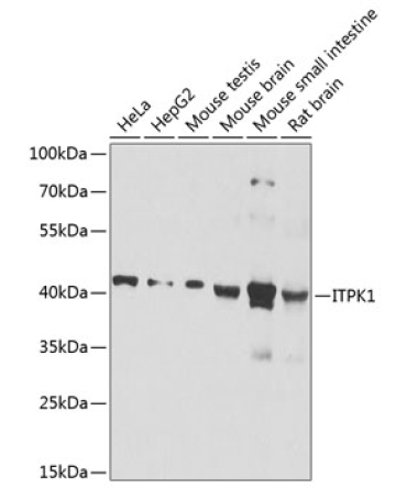 ITPK1 Rabbit Polyclonal Antibody