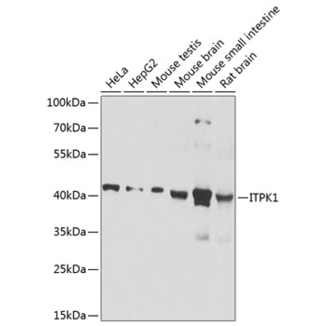 ITPK1 Rabbit Polyclonal Antibody