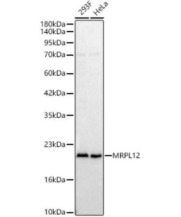 MRPL12 Rabbit Polyclonal Antibody