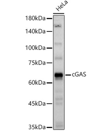 cGAS Rabbit Polyclonal Antibody