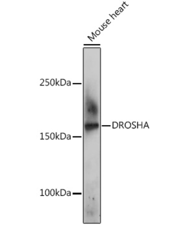 DROSHA Rabbit Polyclonal Antibody