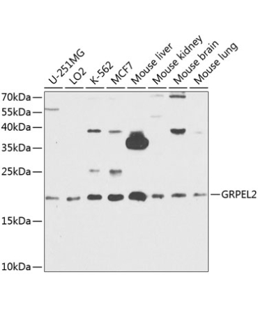 GRPEL2 Rabbit Polyclonal Antibody