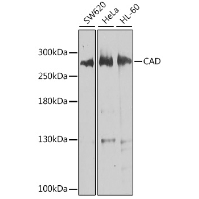 CAD Rabbit Polyclonal Antibody