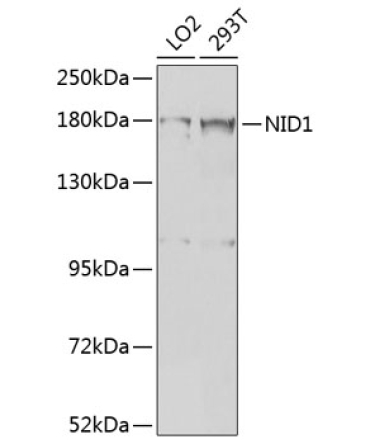 NID1 Rabbit Polyclonal Antibody