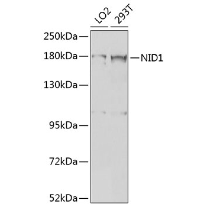 NID1 Rabbit Polyclonal Antibody