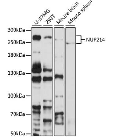 NUP214 Rabbit Polyclonal Antibody