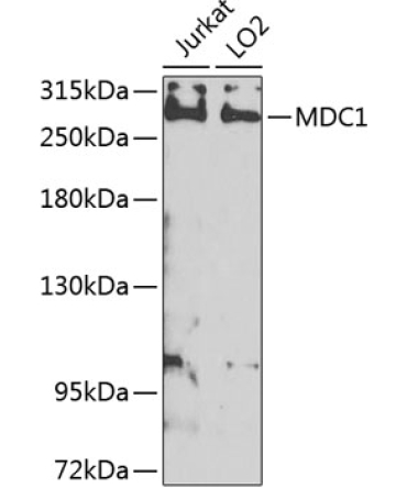 MDC1 Rabbit Polyclonal Antibody