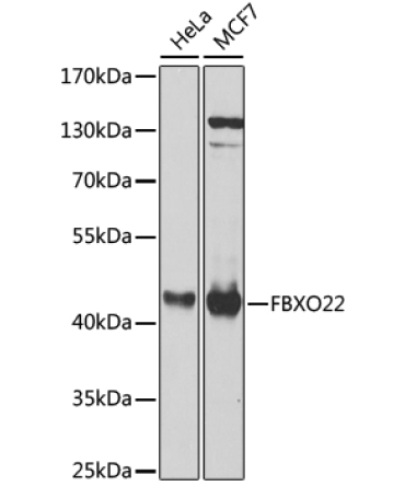 FBXO22 Rabbit Polyclonal Antibody