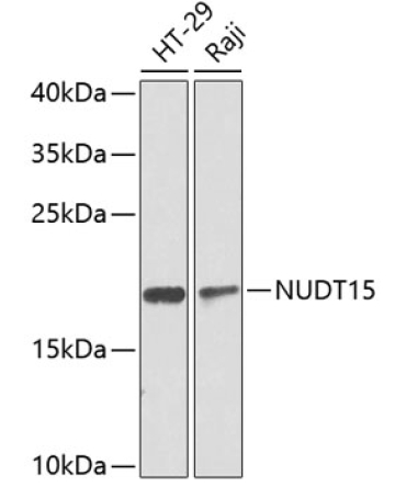 NUDT15 Rabbit Polyclonal Antibody