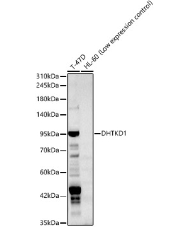 DHTKD1 Rabbit Polyclonal Antibody