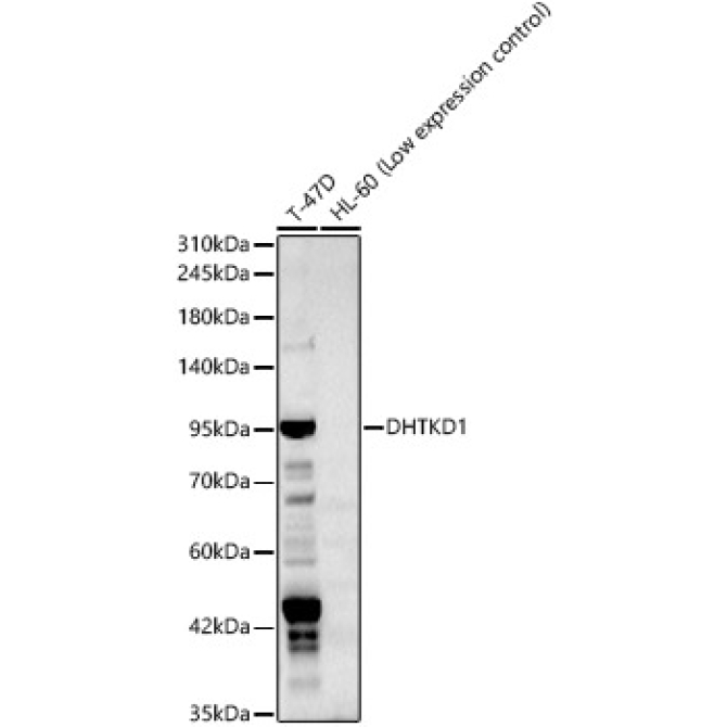 DHTKD1 Rabbit Polyclonal Antibody