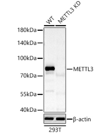METTL3 Rabbit Polyclonal Antibody [KD Validated]