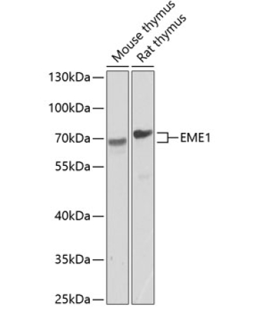 EME1 Rabbit Polyclonal Antibody