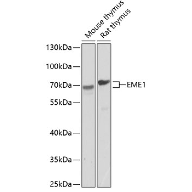 EME1 Rabbit Polyclonal Antibody