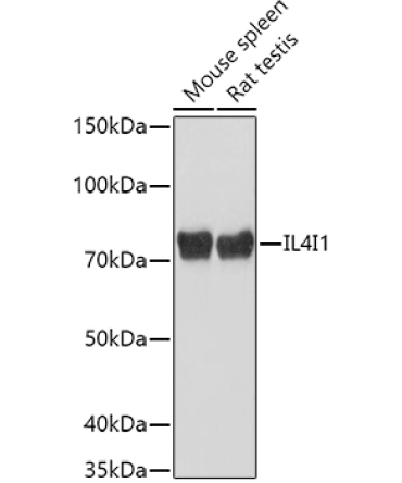 IL4I1 Rabbit Polyclonal Antibody