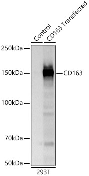 CD163 Rabbit Polyclonal Antibody