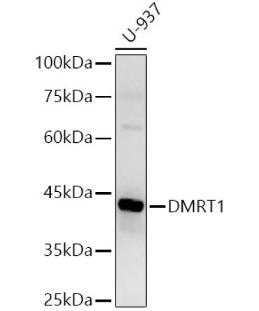 DMRT1 Rabbit Polyclonal Antibody