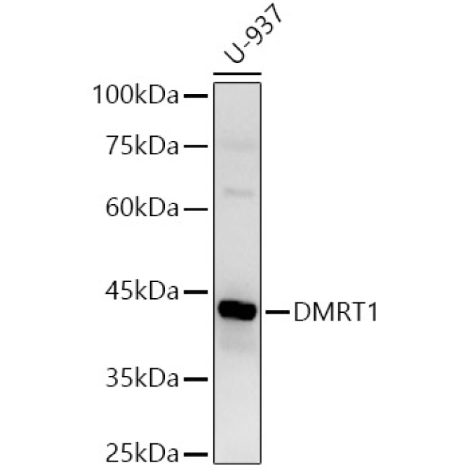 DMRT1 Rabbit Polyclonal Antibody