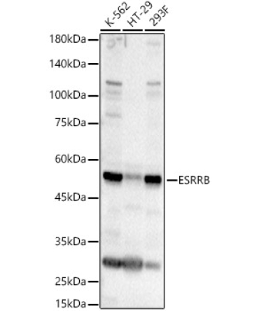 ESRRB Rabbit Polyclonal Antibody