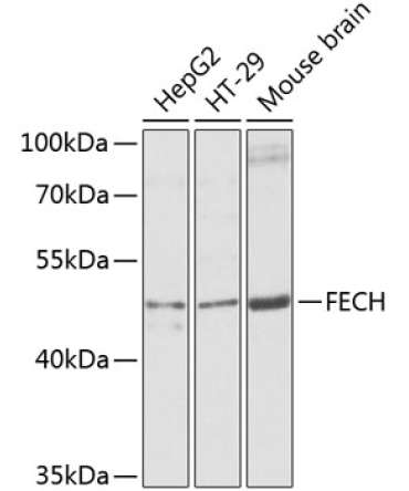 FECH Rabbit Polyclonal Antibody