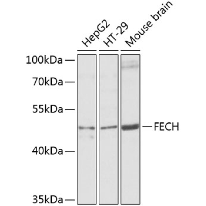 FECH Rabbit Polyclonal Antibody
